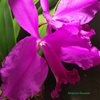 C.Princess (C.lueddemanniana tipo x C.trianae tipo)..